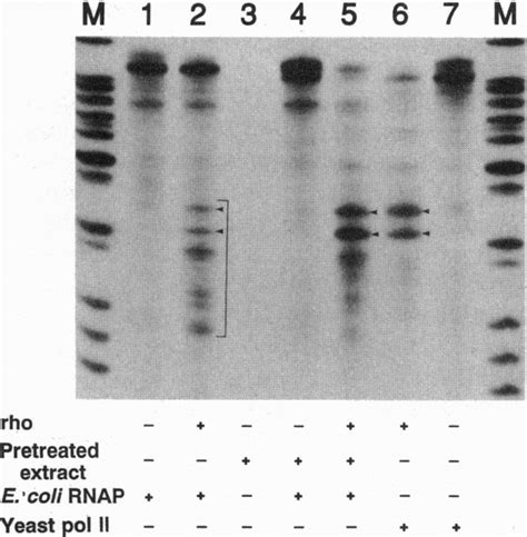 Responses of both polymerases to rho factor are nearly identical. The ...