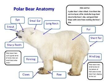 Polar Bear Anatomy by Cara Ratner | TPT