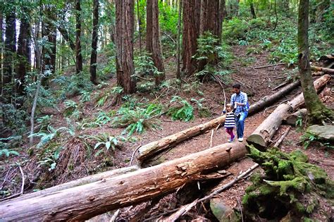 The Thrifty Traveler: Redwood Regional Park, Oakland