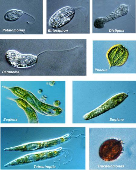 Euglenozoa - microbewiki