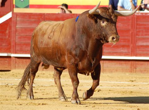 Toros y Ovación: CULTURA TAURINA: PELAJE DEL TORO DE LIDIA