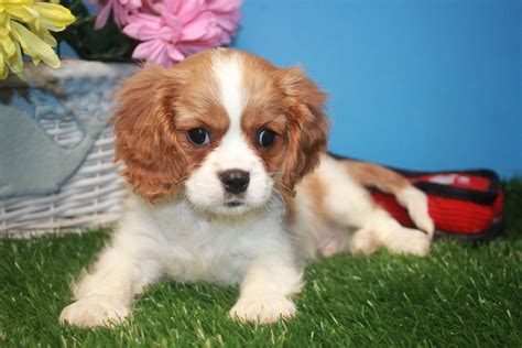 Cavalier King Charles Spaniel Puppies For Sale - Long Island Puppies