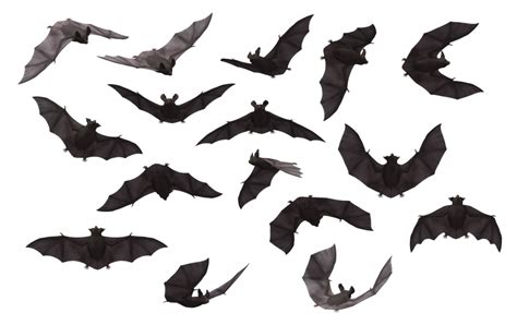 Bat PNG Transparent Bat.PNG Images. | PlusPNG