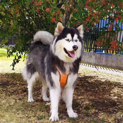 What you need to know about the rare White Malamute - K9 Web