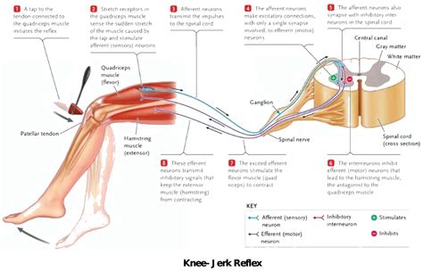 Which muscles are involved in knee jerk reflex action Quadriceps ...