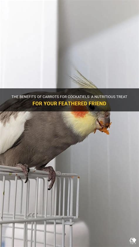 The Benefits Of Carrots For Cockatiels: A Nutritious Treat For Your ...