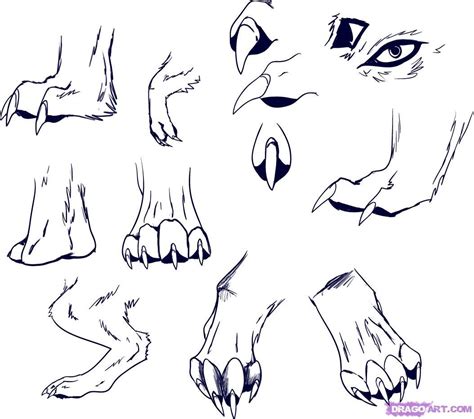 How to Draw Wolf Paws, Step by Step, forest animals, Animals, FREE ...