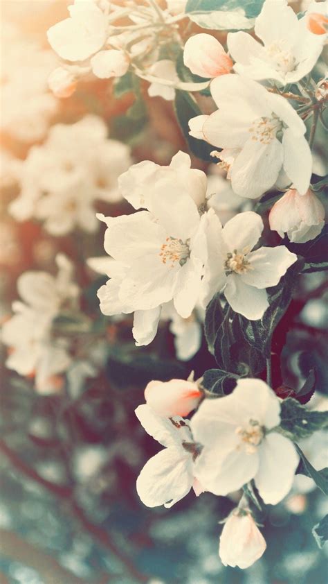 Aesthetic Spring Flowers Wallpapers | HD Background Images | Photos ...