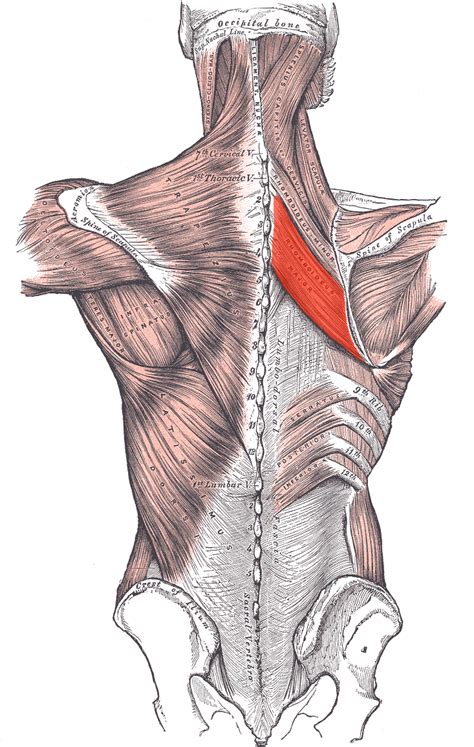 Rhomboid major muscle - Wikipedia