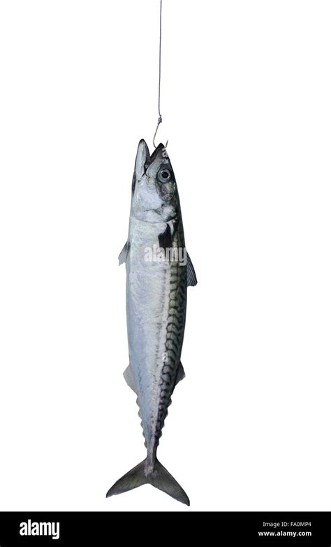 mackerel fish on fishing hook isolated white background Stock Photo - Alamy