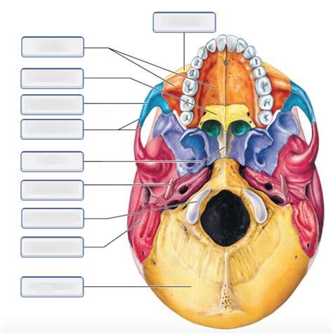 Bones of the Adult Skull, Inferior View Part 1 Diagram | Quizlet