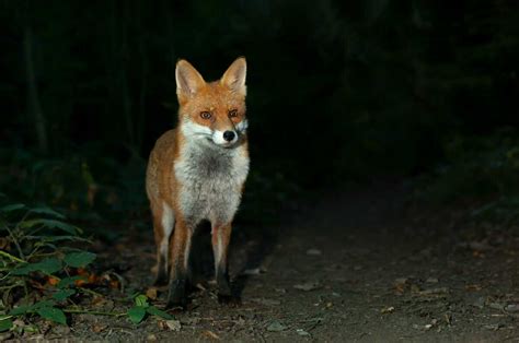 Do Red Foxes Only Come Out At Night? What Kind Of Weather do They ...