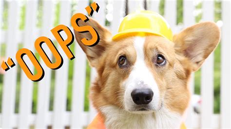 DELETED SCENES - Topi the Corgi - YouTube