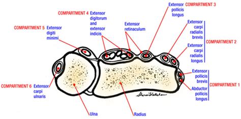 wrist extensor tendon compartments | Hand therapy, Compartment, Medical ...