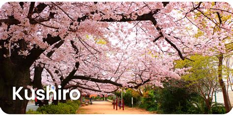 Tryp.com | The best places to experience cherry blossoms in Japan and ...