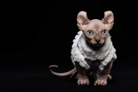 Dwelf Cat: 13 Things to Know About This Hairless Elf Breed