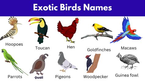 Exotic Animals Names