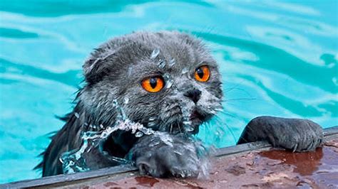 cats in water | Viral On The Web Now