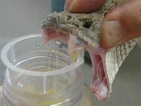 Western Diamondback Rattlesnake Venom Extraction - YouTube