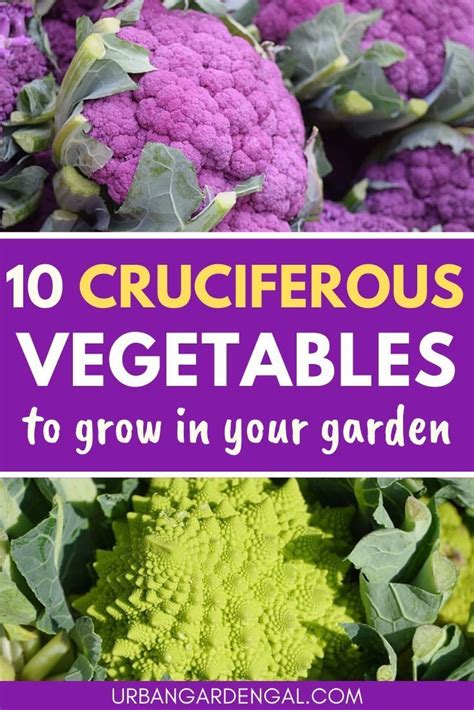 10 Cruciferous Vegetables To Grow In Your Garden | Urban Garden Gal ...