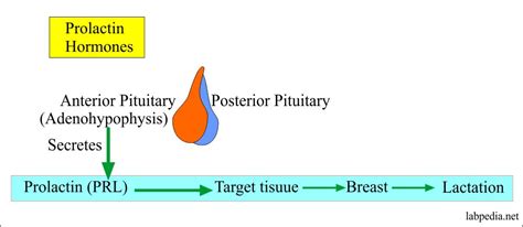 Prolactin (PRL) - Labpedia.net