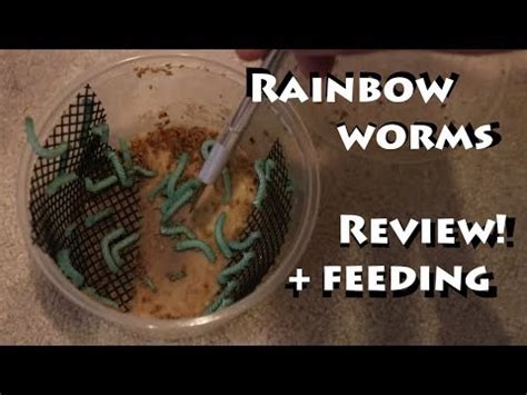 Rainbow Mealworms Review/Feeding - YouTube