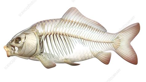 Fish anatomy, illustration - Stock Image - F038/3177 - Science Photo ...