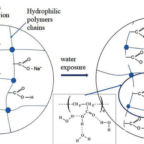 The scheme of structure of a superabsorbent polymer (sodium neutralised ...