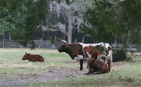 “Can Florida cracker cattle graze to conserve vital grassland, wetland ...