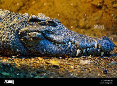 Head and teeth of a Siamese crocodile (Crocodylus Siamensis Stock Photo ...