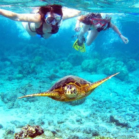 Southern Barrier Reef Snorkeling Tour