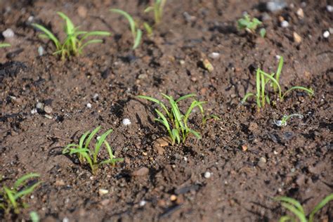 Carrot Seed Germination: How Long Does It Take for Carrot Seeds to ...