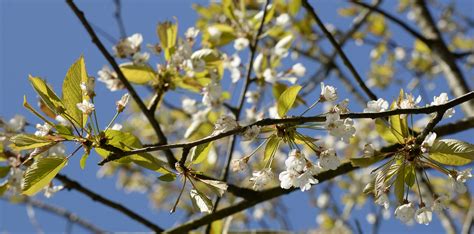 Wild cherry blossom – Lois Wakeman