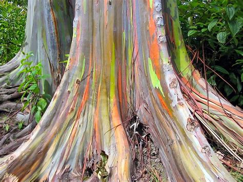 Rainbow Eucalyptus: Unusual Tree With Multicoloured Trunk - Owlcation