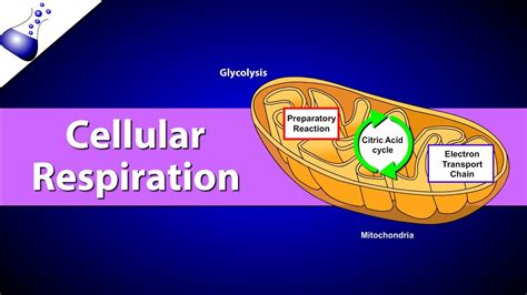 Cellular Respiration - YouTube