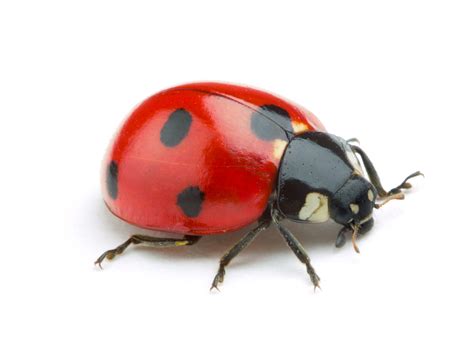 Ladybug Identification, Habitat & Behavior | Ja-Roy