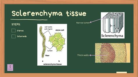 Types of Sclerenchyma- Fibres & Sclereids - My Biology Dictionary