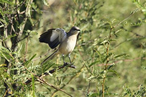 Sonoran Connection: Sabino Canyon WIldlife