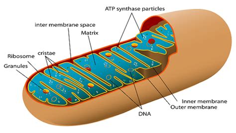 Mitochondrial Matrix: Definition & Function - Video & Lesson Transcript ...