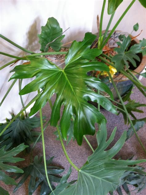 identification - Identify this houseplant with large green split lobed ...