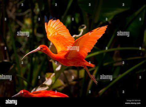 Scarlet ibis in flight hi-res stock photography and images - Alamy