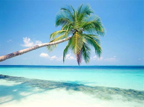 Palm Tree Beach Wallpapers - Top Free Palm Tree Beach Backgrounds ...