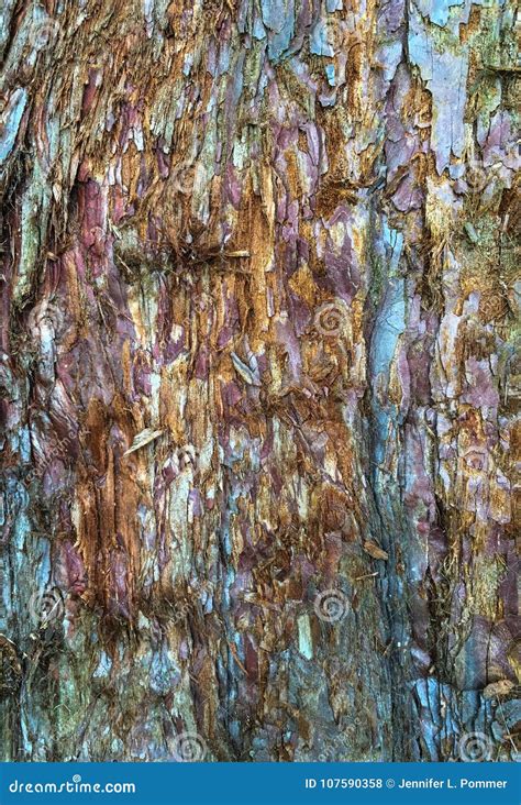 Colorful Bark on Evergreen Tree Stock Photo - Image of england ...