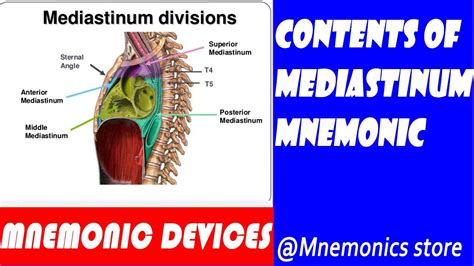 Anterior Mediastinum Anatomy