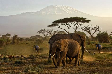 3 Days Amboseli National Park Safari for adventurous game viewing ...