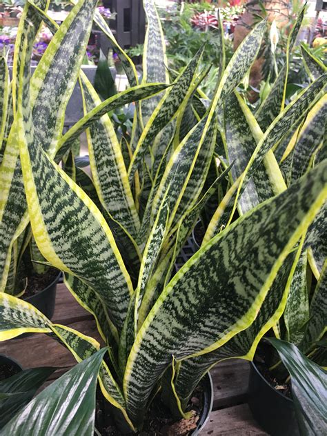 snake plant