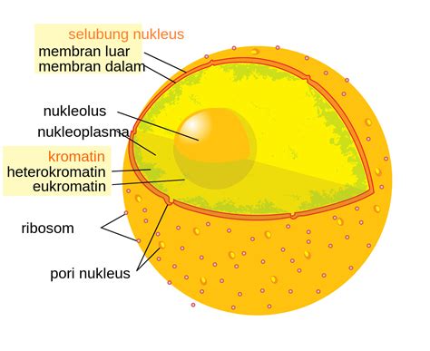 Pengertian Inti Sel Nukleus Lengkap Bagian Struktur Fungsi Macam - Riset