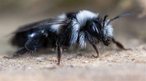 Black and White Bee: What Kind Is It and Does It Sting? - A-Z Animals