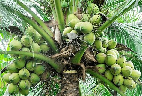 Coconut Farming Information Guide | Asia Farming