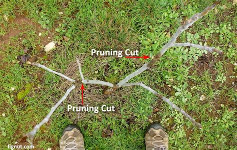 Pruning Fig Trees (With Photos and Video) - FigNut